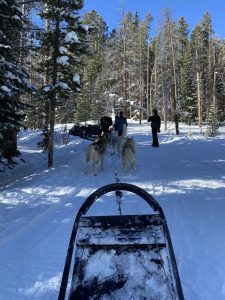 Dogs on trail stopped resized