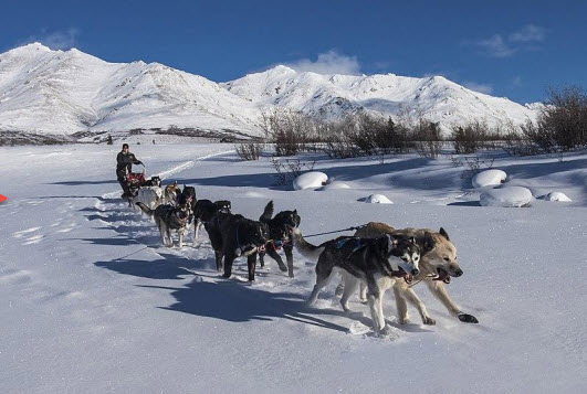 dog sled with blue sky back